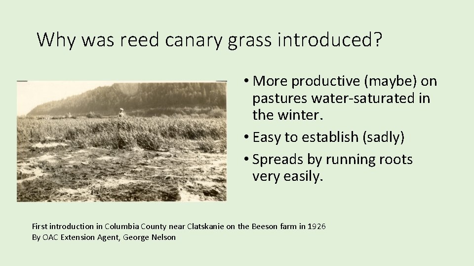 Why was reed canary grass introduced? • More productive (maybe) on pastures water-saturated in Why was reed canary grass introduced? • More productive (maybe) on pastures water-saturated in