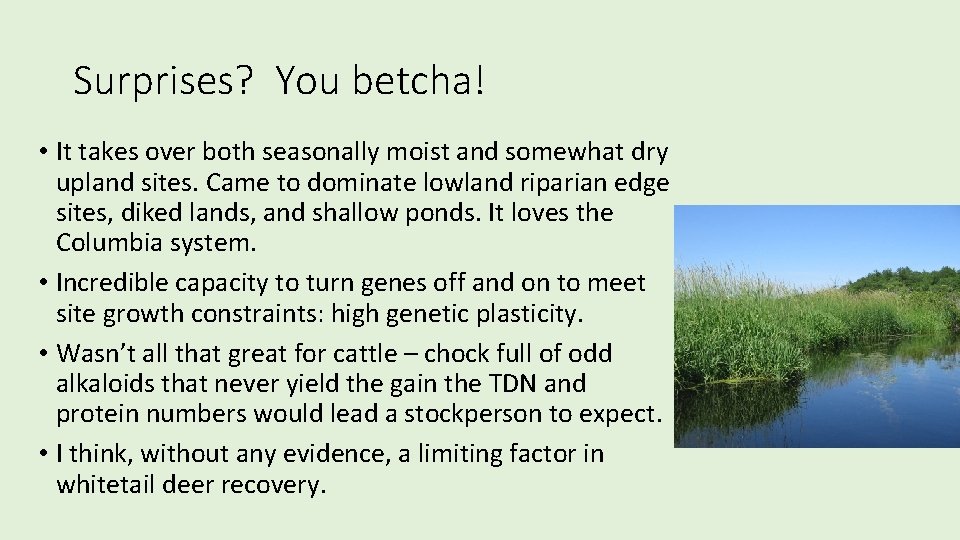Surprises? You betcha! • It takes over both seasonally moist and somewhat dry upland Surprises? You betcha! • It takes over both seasonally moist and somewhat dry upland