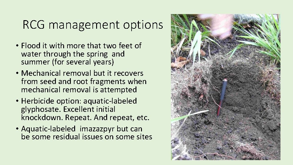 RCG management options • Flood it with more that two feet of water through RCG management options • Flood it with more that two feet of water through