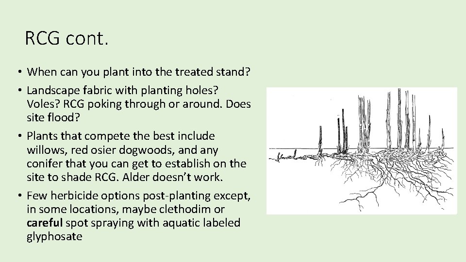 RCG cont. • When can you plant into the treated stand? • Landscape fabric RCG cont. • When can you plant into the treated stand? • Landscape fabric