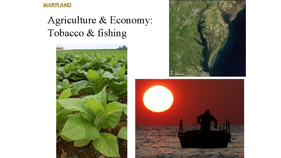 MARYLAND Agriculture & Economy: Tobacco & fishing 