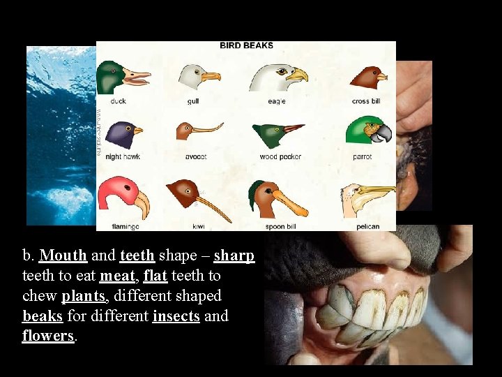 b. Mouth and teeth shape – sharp teeth to eat meat, flat teeth to