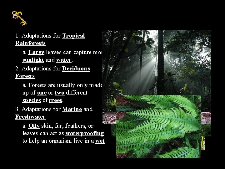 1. Adaptations for Tropical Rainforests a. Large leaves can capture more sunlight and water.