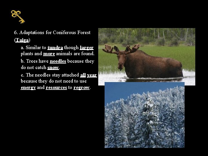 6. Adaptations for Coniferous Forest (Taiga) a. Similar to tundra though larger plants and