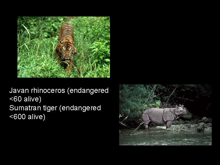 Javan rhinoceros (endangered <60 alive) Sumatran tiger (endangered <600 alive) 