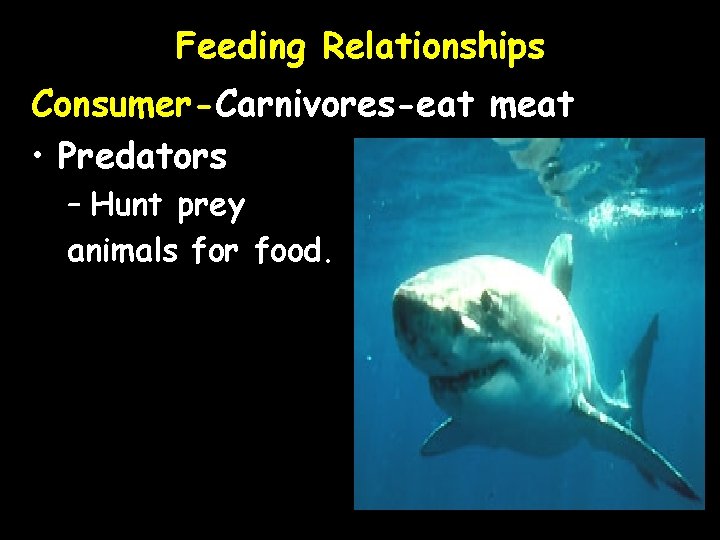 Feeding Relationships Consumer-Carnivores-eat meat • Predators – Hunt prey animals for food. 