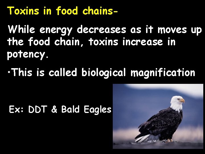 Toxins in food chains. While energy decreases as it moves up the food chain,