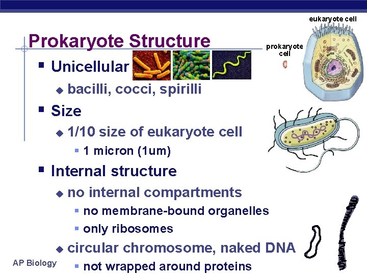 eukaryote cell Prokaryote Structure § Unicellular u prokaryote cell bacilli, cocci, spirilli § Size