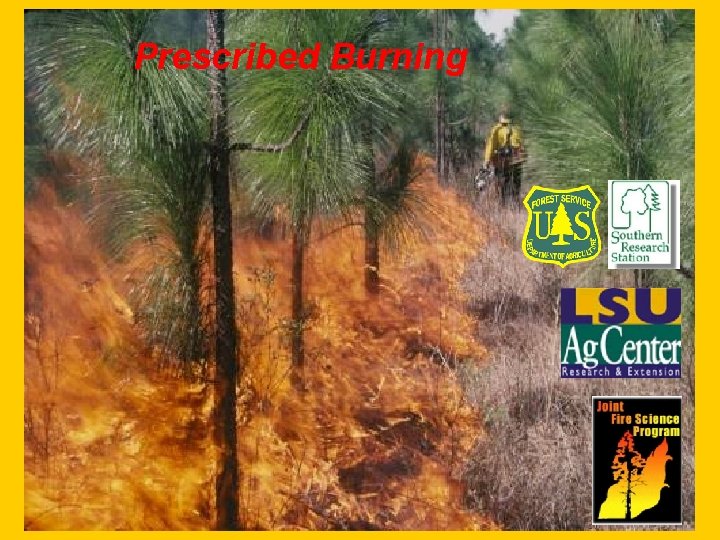 Prescribed Burning Slide 1 -Lighting a strip headfire 