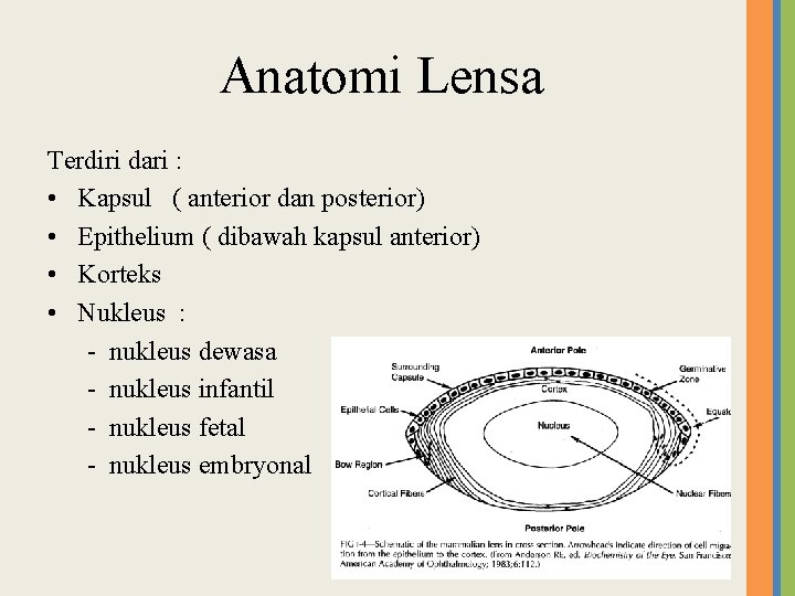 Anatomi Lensa Terdiri dari : • Kapsul ( anterior dan posterior) • Epithelium (