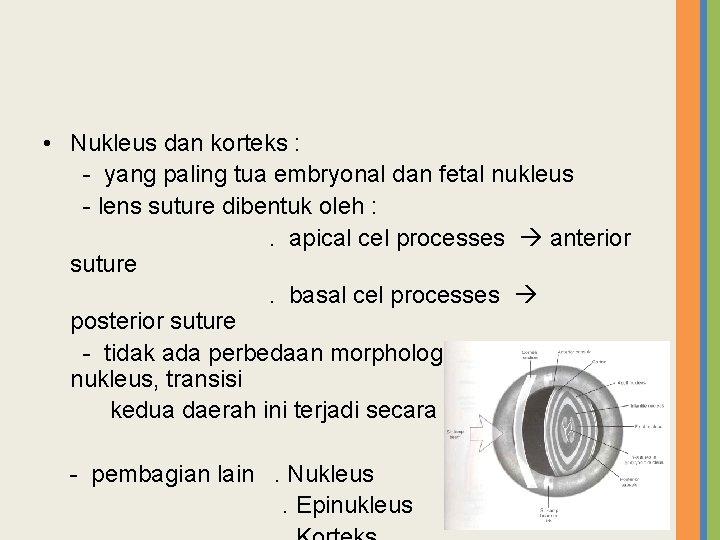  • Nukleus dan korteks : - yang paling tua embryonal dan fetal nukleus