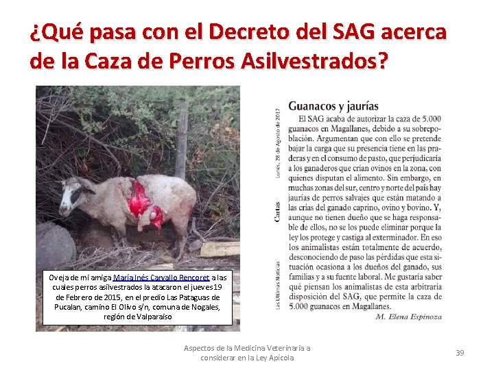 ¿Qué pasa con el Decreto del SAG acerca de la Caza de Perros Asilvestrados?