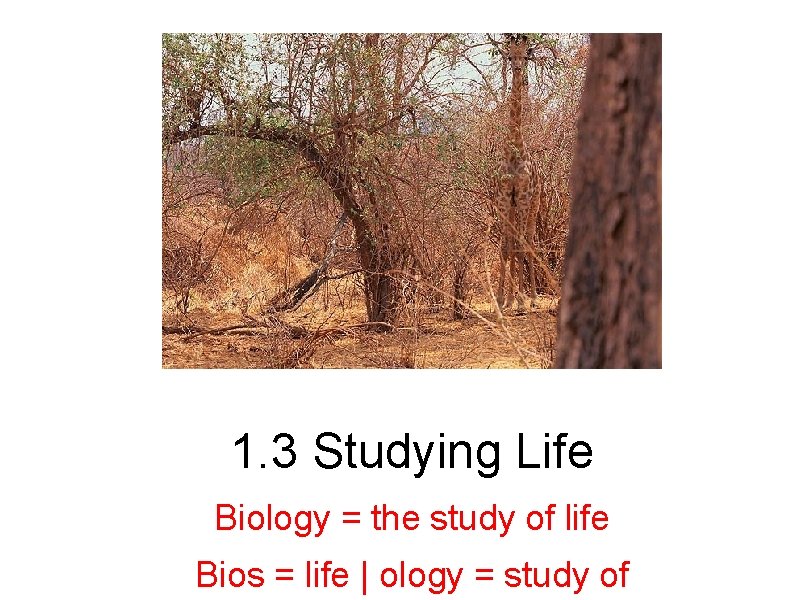 1. 3 Studying Life Biology = the study of life Bios = life |