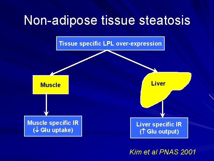 Non-adipose tissue steatosis Tissue specific LPL over-expression Muscle specific IR ( Glu uptake) Liver