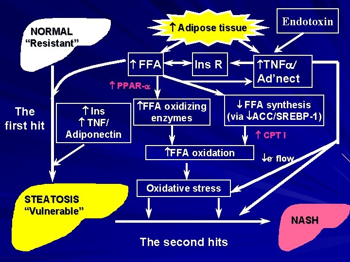  Adipose tissue NORMAL “Resistant” FFA TNFa/ Ins R Ad’nect PPAR-a The first hit