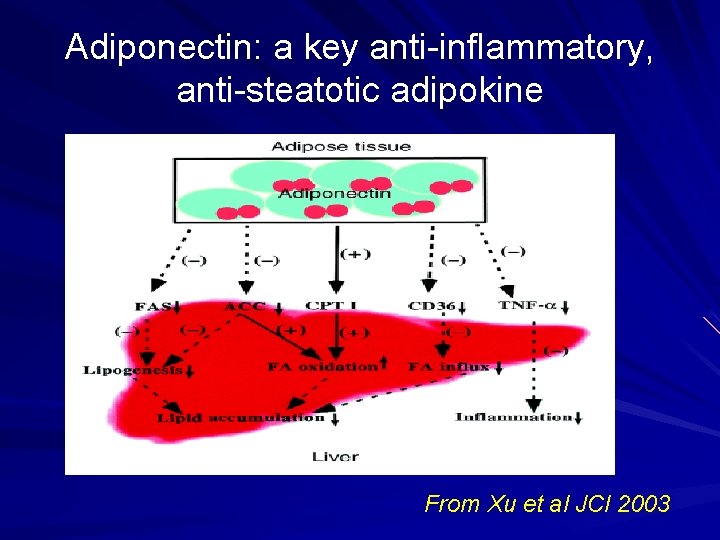 Adiponectin: a key anti-inflammatory, anti-steatotic adipokine From Xu et al JCI 2003 