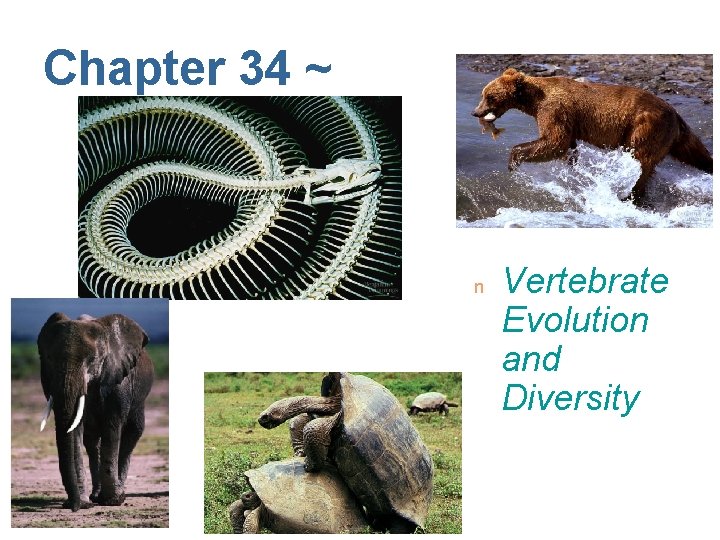 Chapter 34 ~ n Vertebrate Evolution and Diversity 