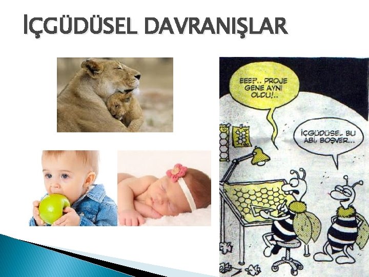 İÇGÜDÜSEL DAVRANIŞLAR 