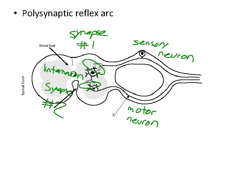  • Polysynaptic reflex arc Spinal Cord Dorsal Root 
