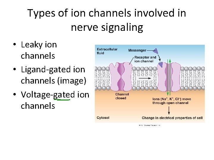 Types of ion channels involved in nerve signaling • Leaky ion channels • Ligand-gated