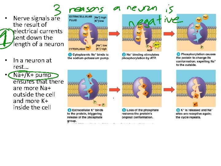  • Nerve signals are the result of electrical currents sent down the length