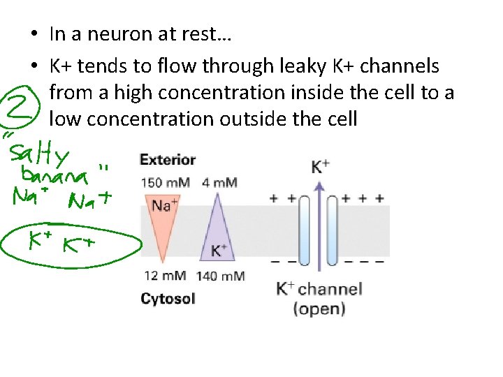  • In a neuron at rest… • K+ tends to flow through leaky