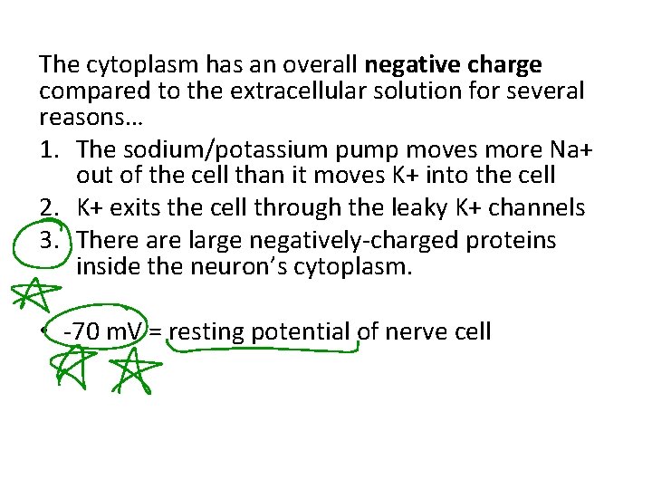 The cytoplasm has an overall negative charge compared to the extracellular solution for several
