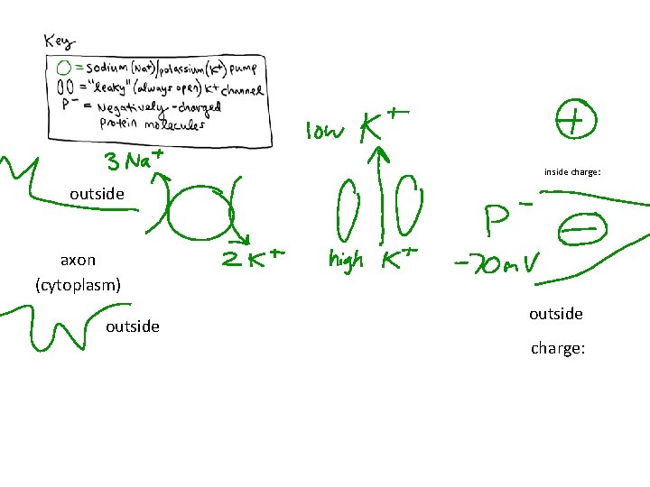 inside charge: outside axon (cytoplasm) outside charge: 