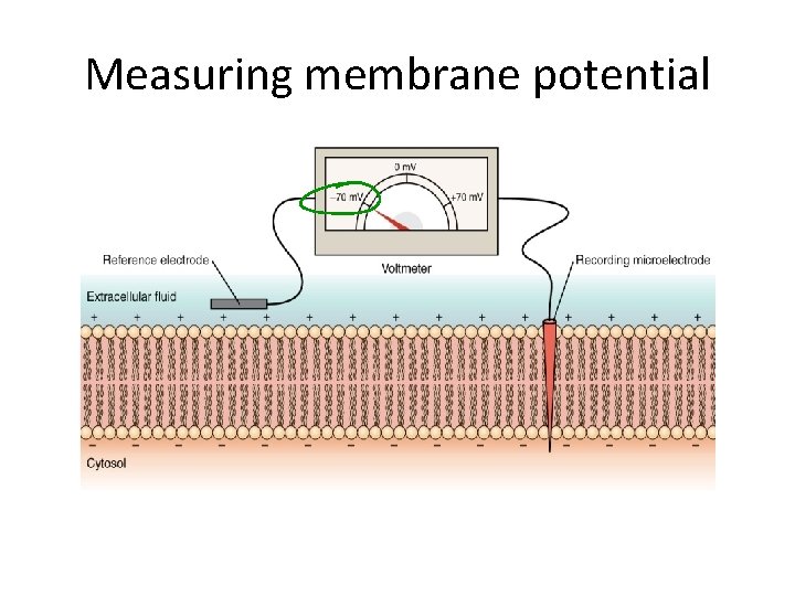 Measuring membrane potential 
