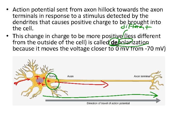  • Action potential sent from axon hillock towards the axon terminals in response