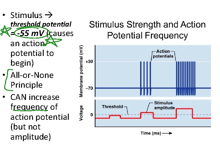  • Stimulus threshold potential = -55 m. V (causes an action potential to