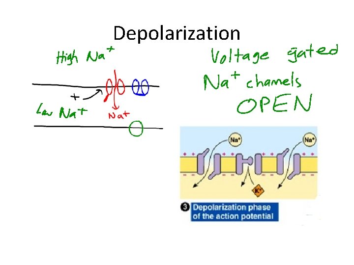 Depolarization 