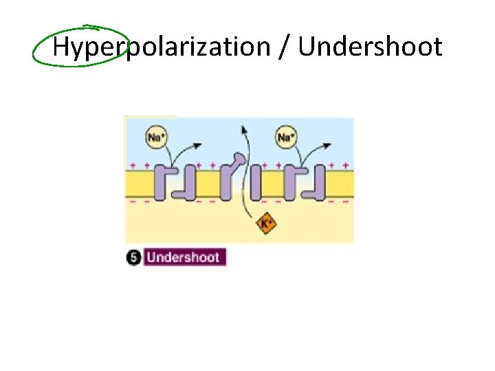 Hyperpolarization / Undershoot 