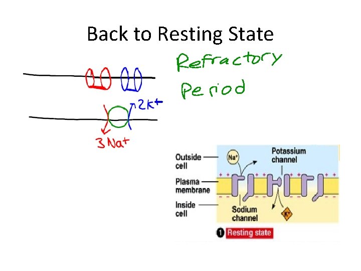 Back to Resting State 