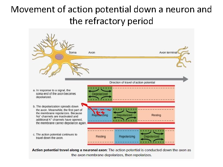 Movement of action potential down a neuron and the refractory period 