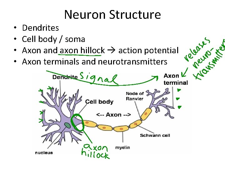  • • Neuron Structure Dendrites Cell body / soma Axon and axon hillock