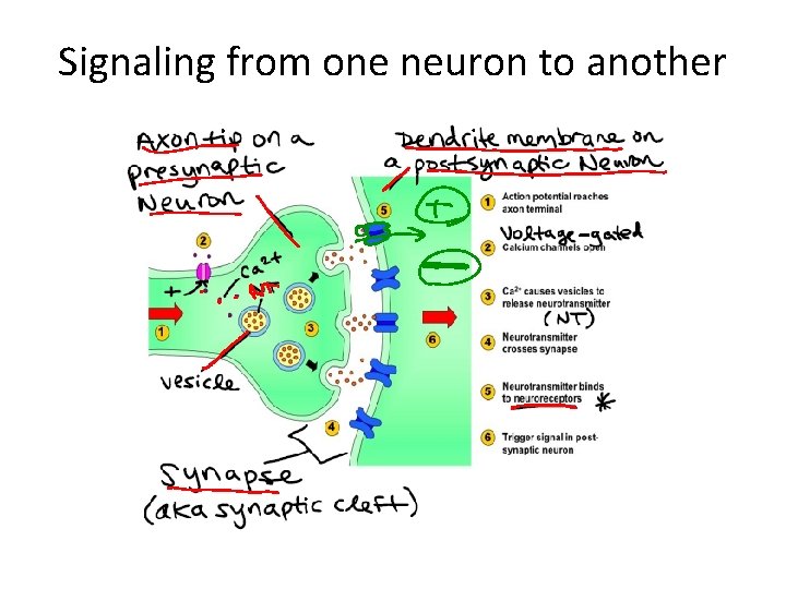 Signaling from one neuron to another 