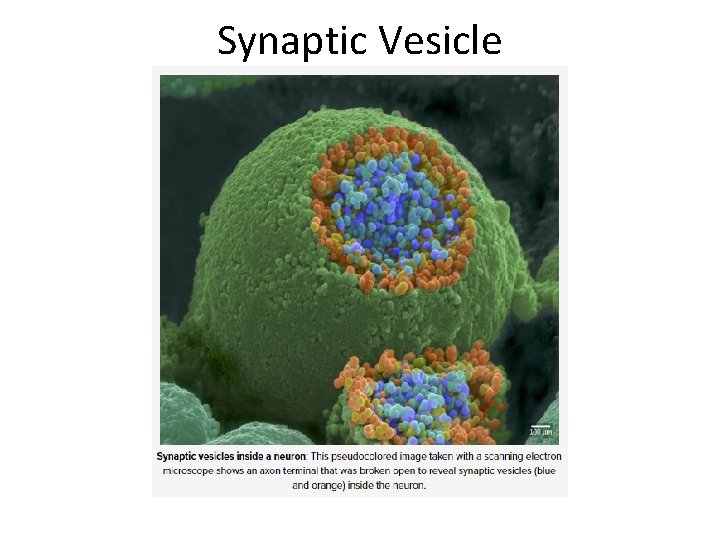Synaptic Vesicle 