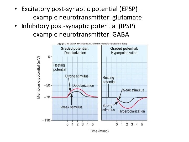  • Excitatory post-synaptic potential (EPSP) – example neurotransmitter: glutamate • Inhibitory post-synaptic potential
