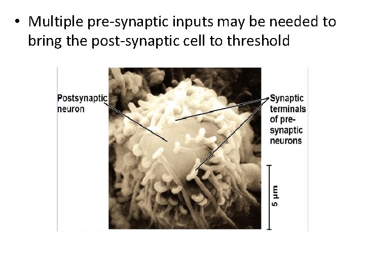  • Multiple pre-synaptic inputs may be needed to bring the post-synaptic cell to