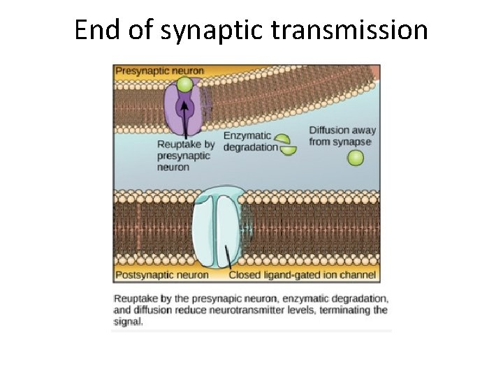 End of synaptic transmission 