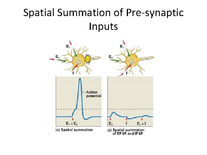 Spatial Summation of Pre-synaptic Inputs 