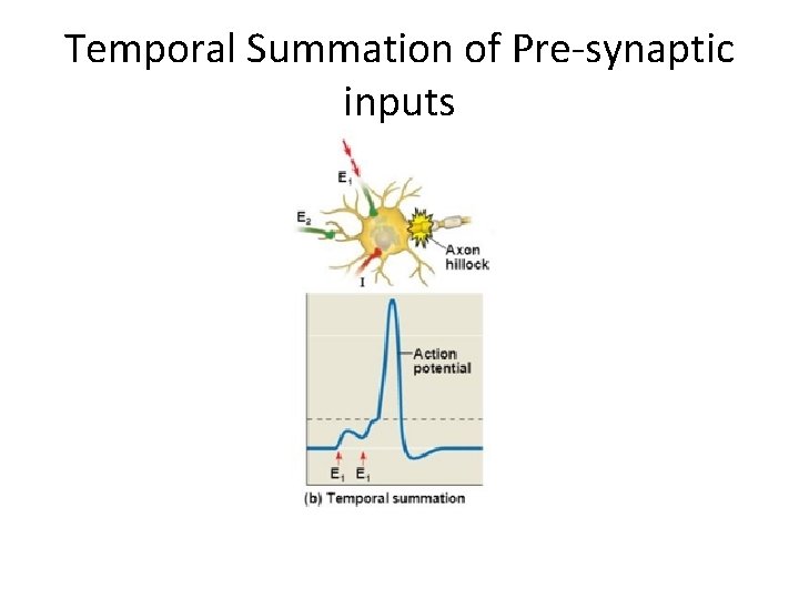 Temporal Summation of Pre-synaptic inputs 