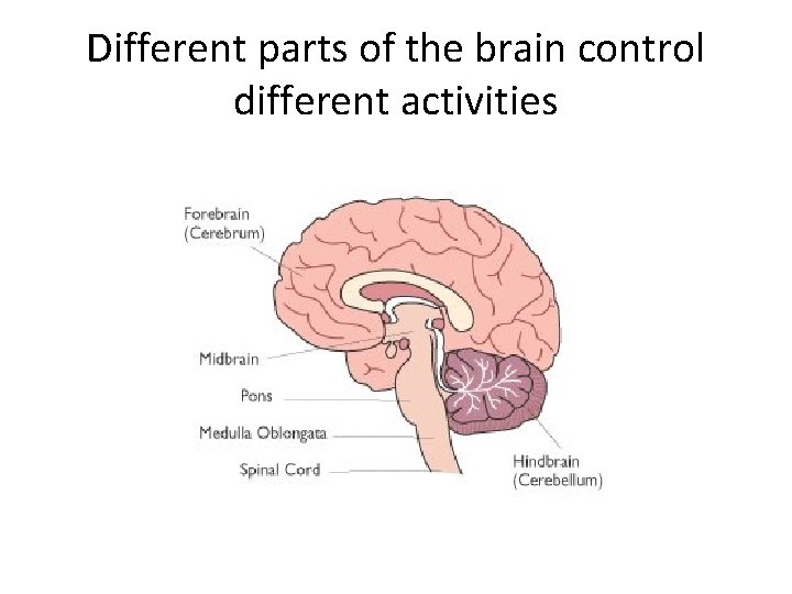 Different parts of the brain control different activities 