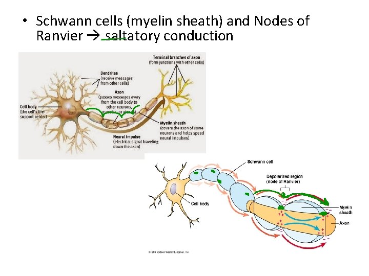  • Schwann cells (myelin sheath) and Nodes of Ranvier saltatory conduction 