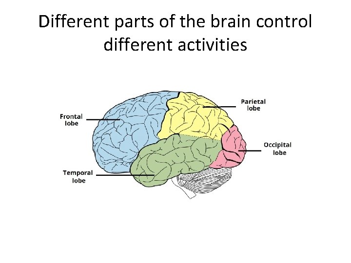 Different parts of the brain control different activities 