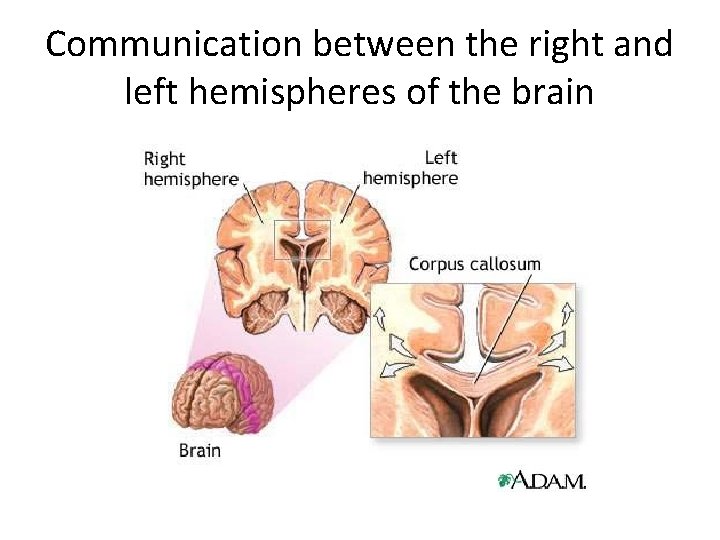 Communication between the right and left hemispheres of the brain 