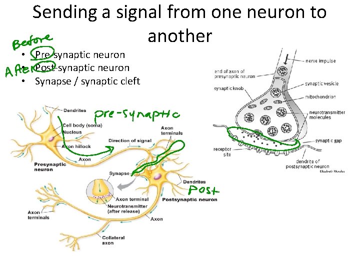Sending a signal from one neuron to another • Pre-synaptic neuron • Post-synaptic neuron