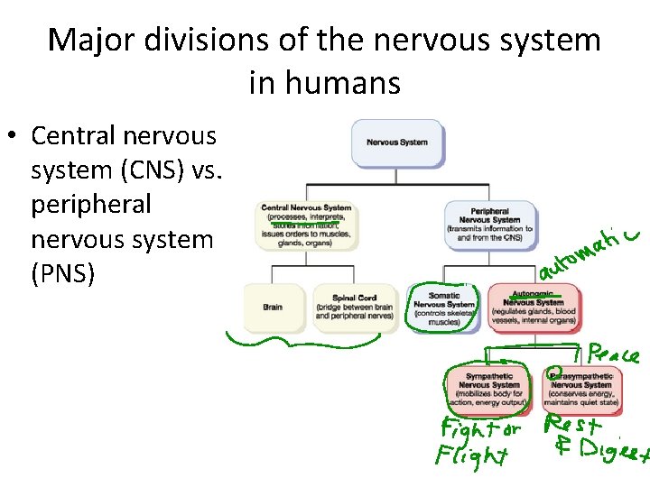 Major divisions of the nervous system in humans • Central nervous system (CNS) vs.