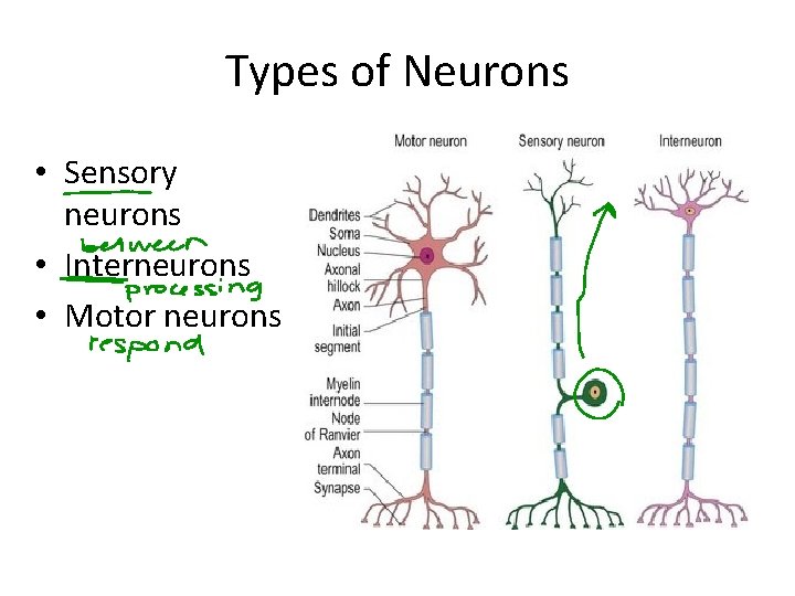 Types of Neurons • Sensory neurons • Interneurons • Motor neurons 